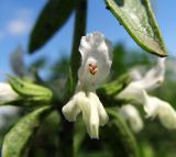 Stachys annua. Цветок. Тульская обл., Плавский р-н, окр. пос. Молочные Дворы, пашня. 01.07.2008.