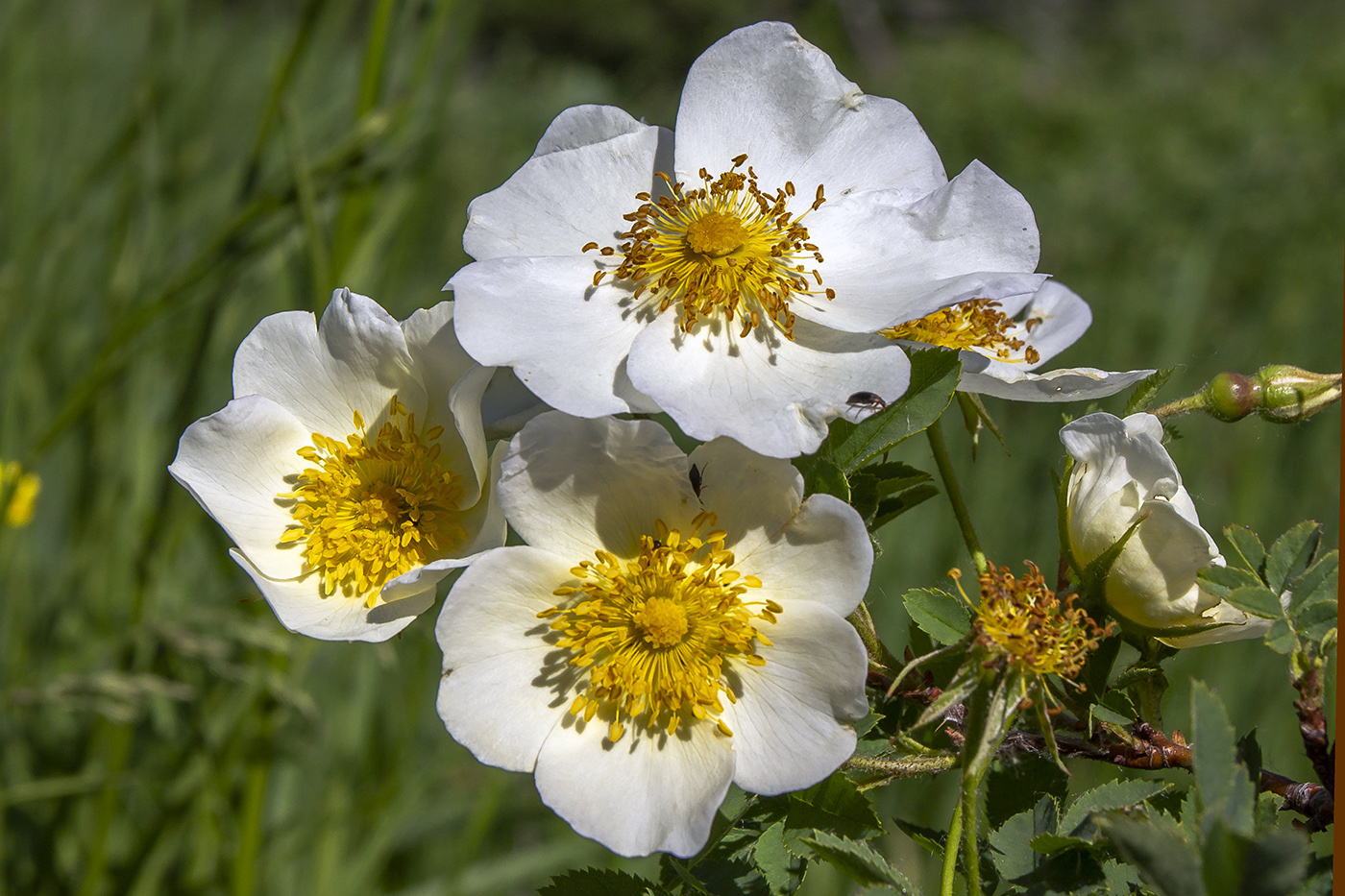 Image of Rosa spinosissima specimen.