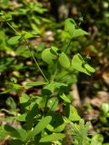 Euphorbia borealis. Верхушка плодоносящего растения. Красноярский край, Эвенкийский р-н, государственный природный заповедник \"Тунгусский\", сосновый лес. 24.06.2019.