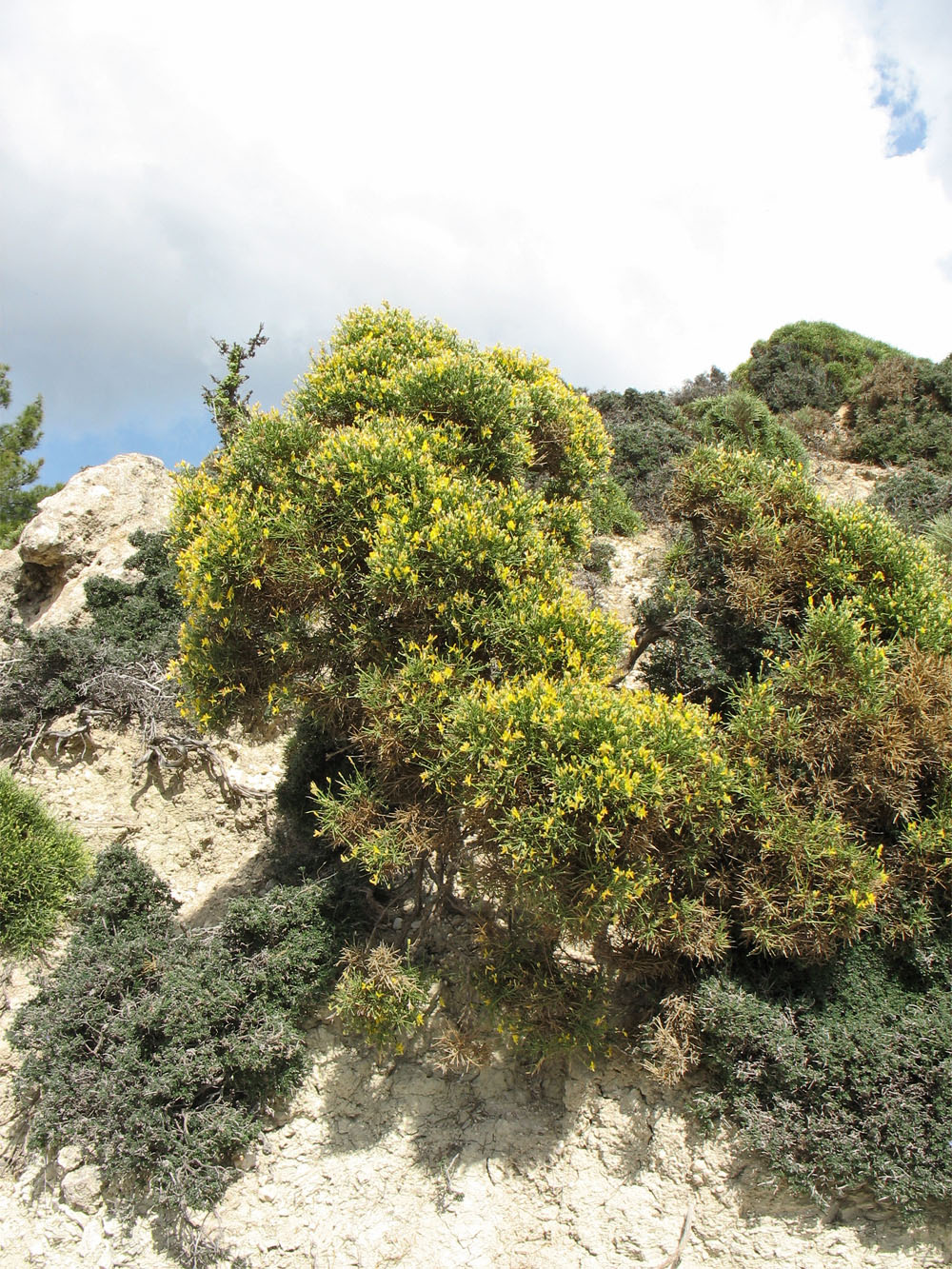 Image of Genista acanthoclada specimen.
