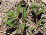 Euphorbia nutans. Верхушка побега. Дагестан, окр. с. Ирганай, осыпающиеся склоны гор. 23.06.2018.