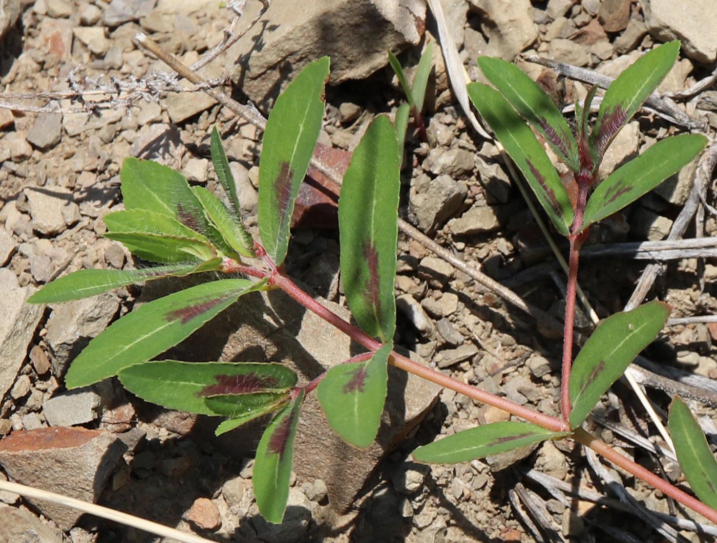 Image of Euphorbia nutans specimen.