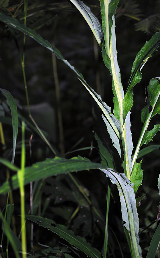 Image of Saussurea parviflora specimen.