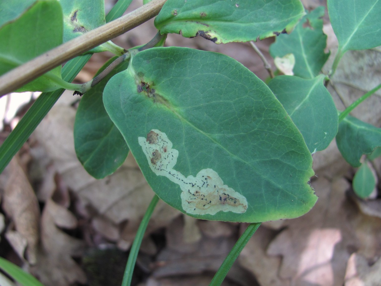 Image of Lonicera caprifolium specimen.