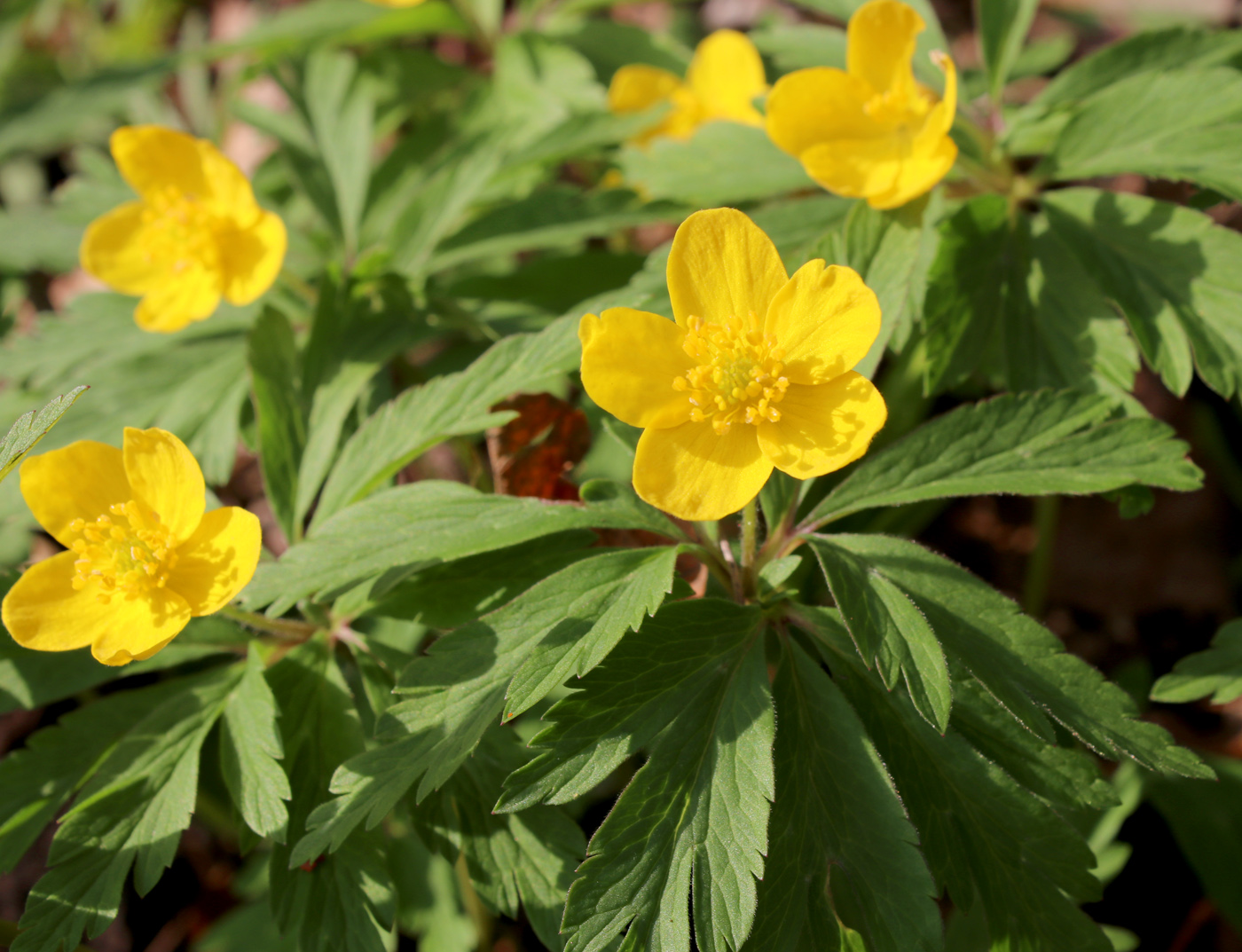 Image of Anemone ranunculoides specimen.