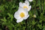 Anemone sylvestris