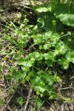 Caltha palustris