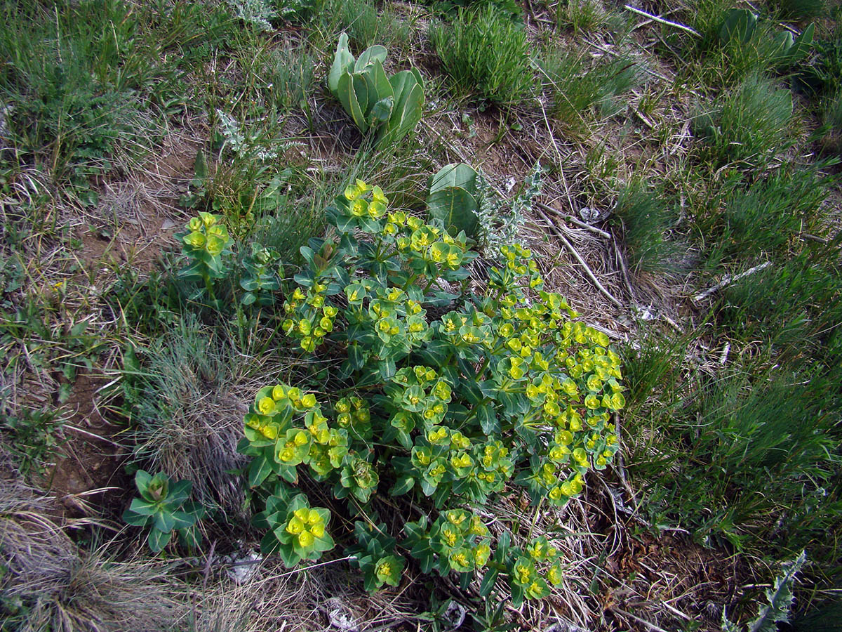 Изображение особи Euphorbia tianschanica.
