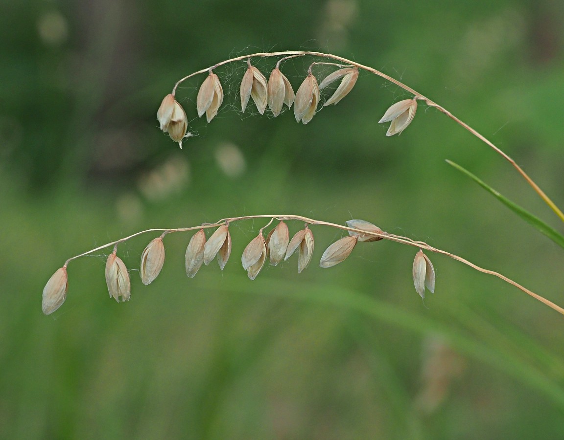 Image of Melica nutans specimen.