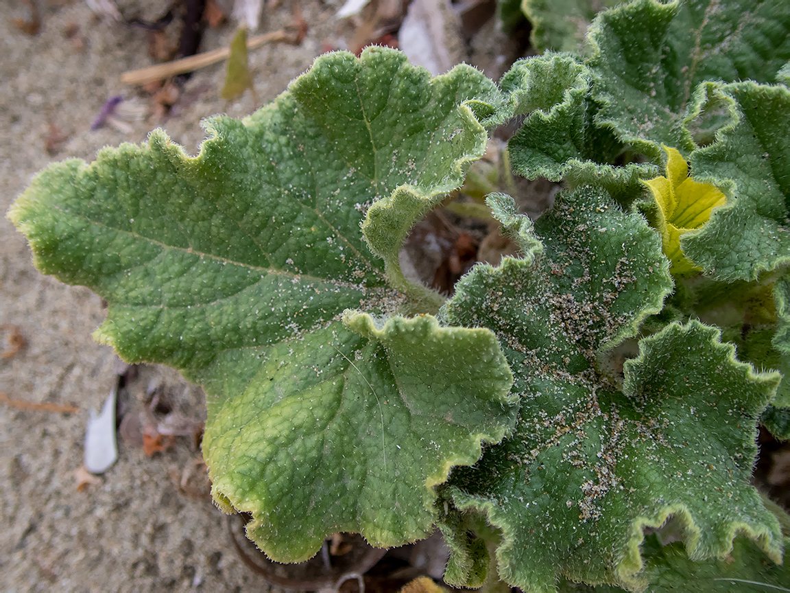 Image of Ecballium elaterium specimen.