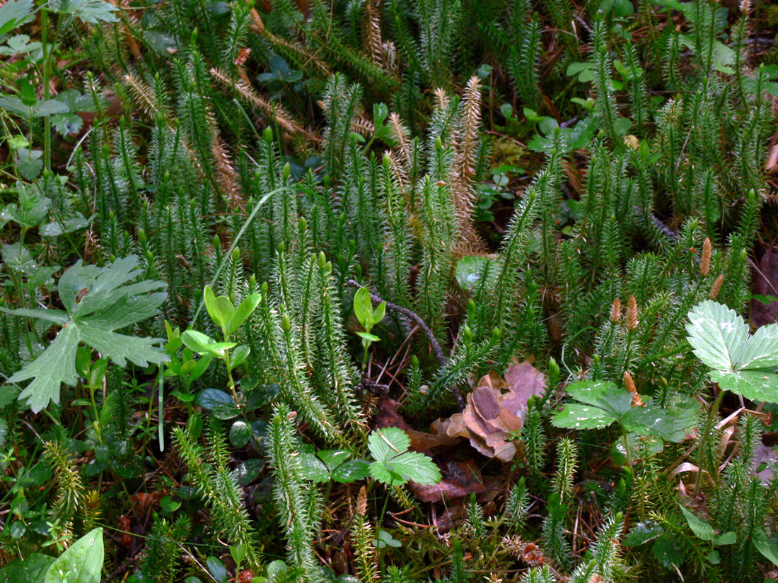 Image of Lycopodium annotinum specimen.