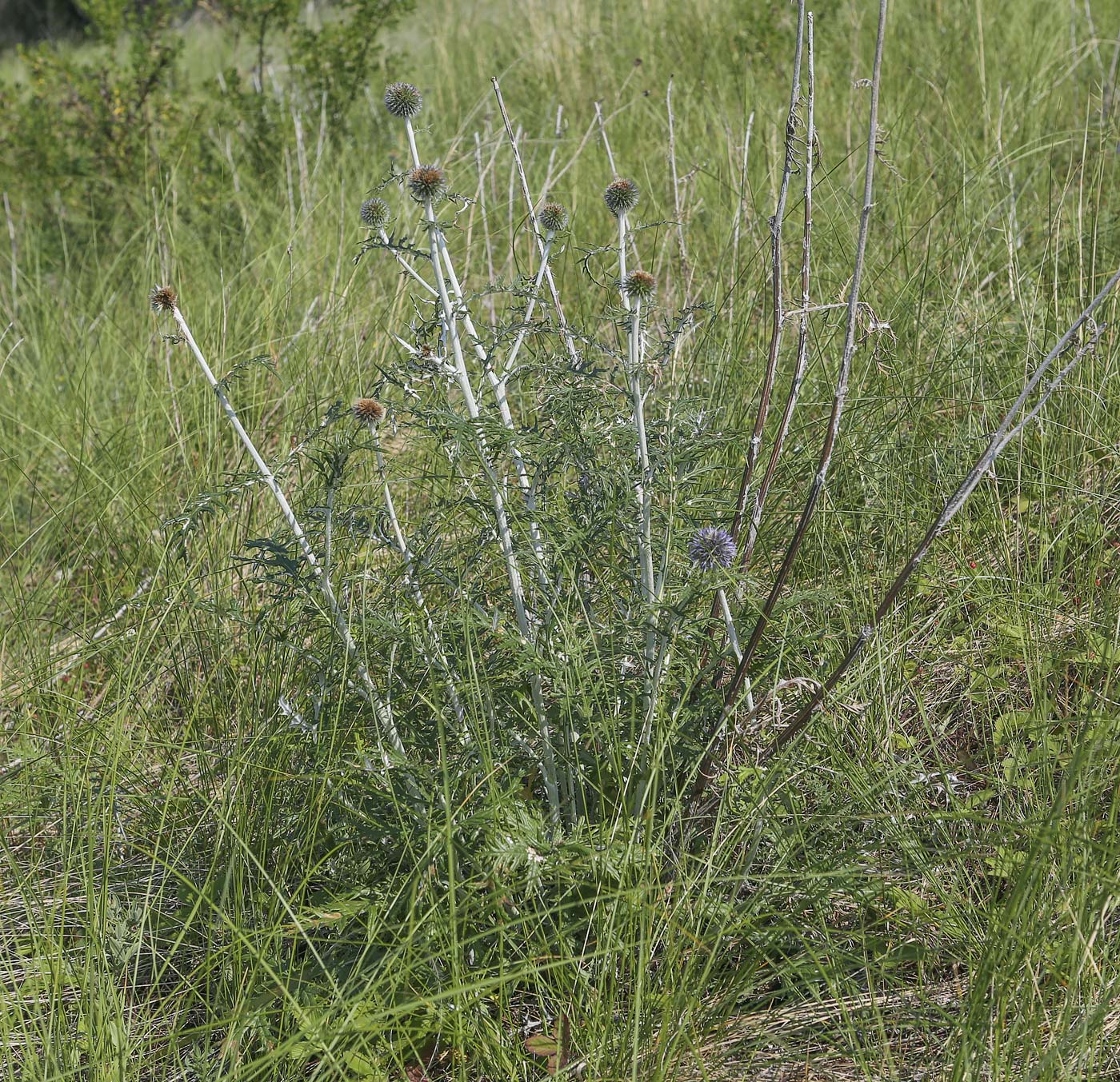 Изображение особи Echinops crispus.