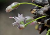 род Allium
