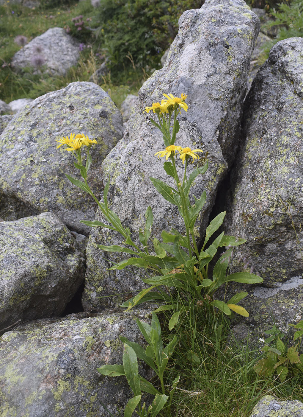 Image of Senecio pyrenaicus specimen.