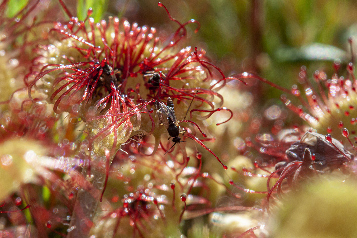 Image of Drosera rotundifolia specimen.