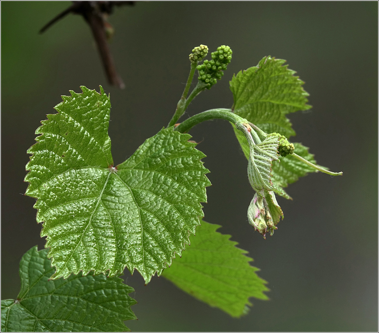 Image of Vitis amurensis specimen.