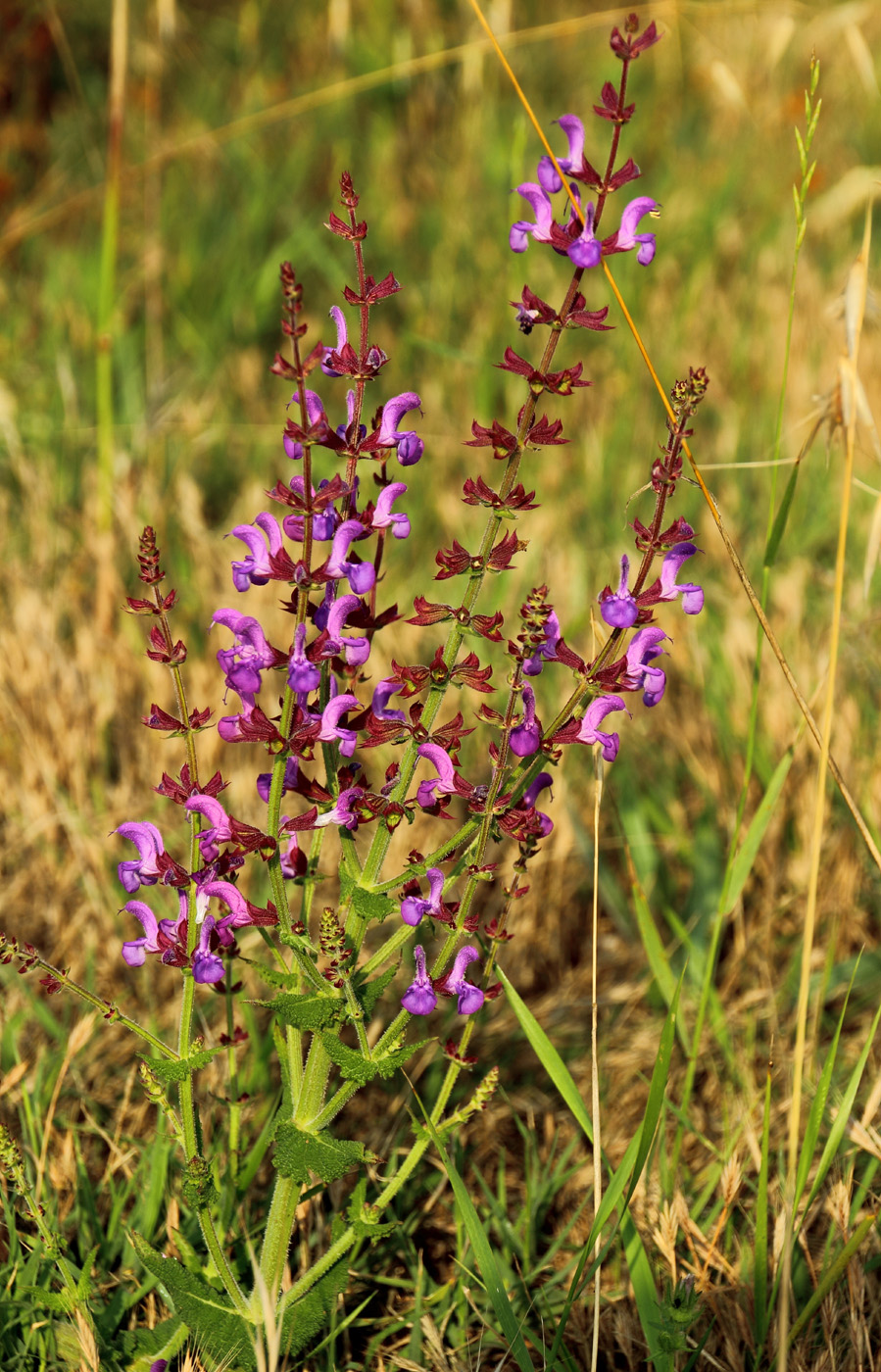 Image of Salvia virgata specimen.