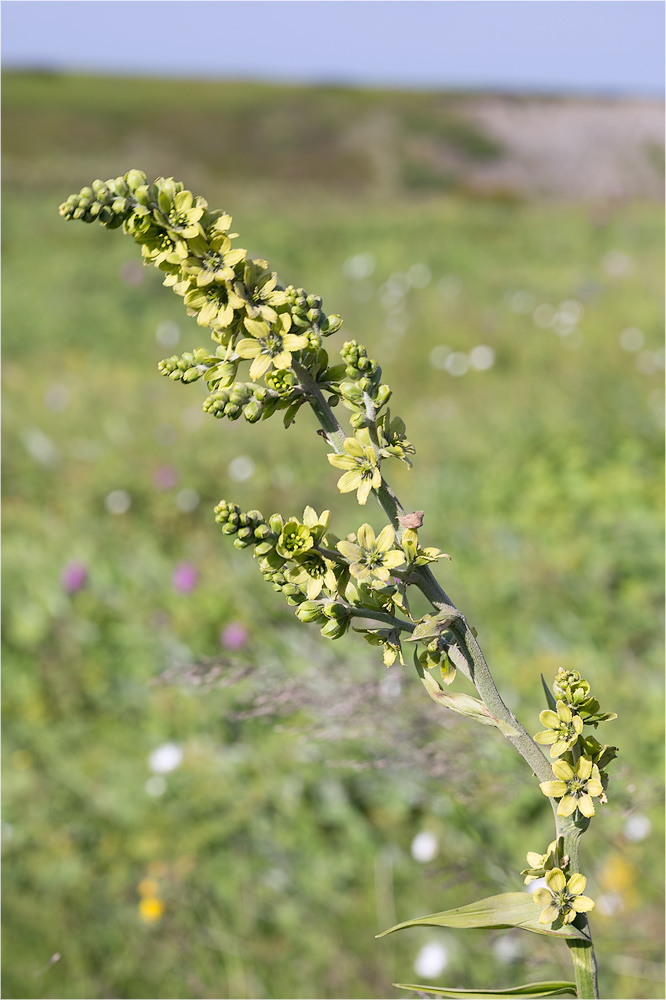 Image of Veratrum lobelianum specimen.
