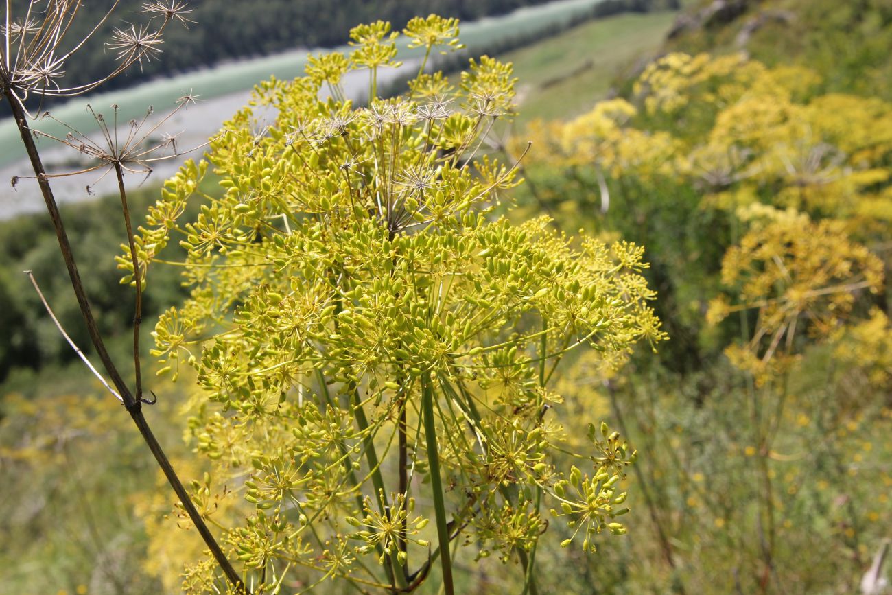 Изображение особи Peucedanum morisonii.