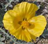 Glaucium flavum