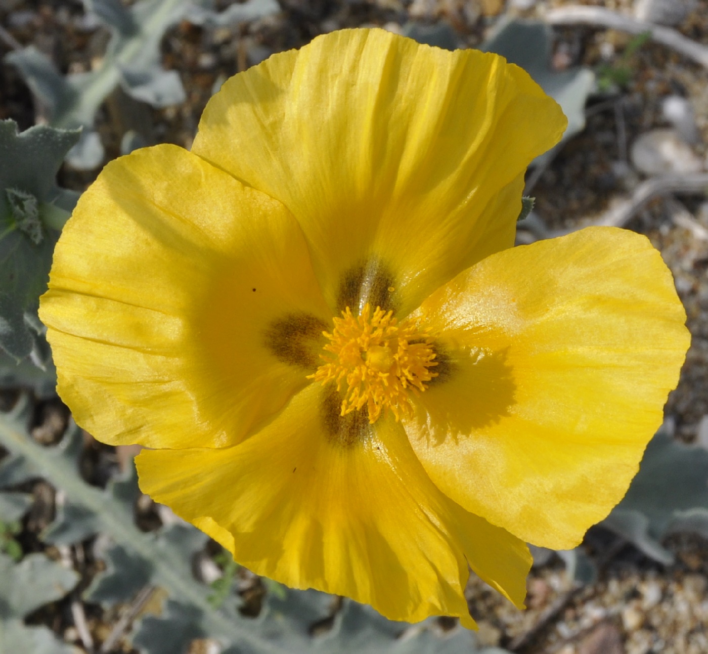 Изображение особи Glaucium flavum.