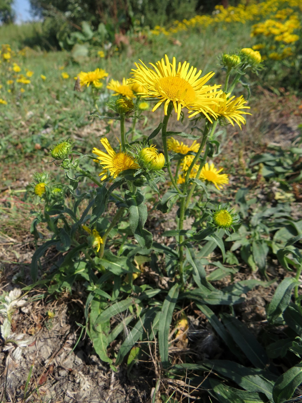 Изображение особи Inula britannica.