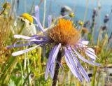 Erigeron flaccidus