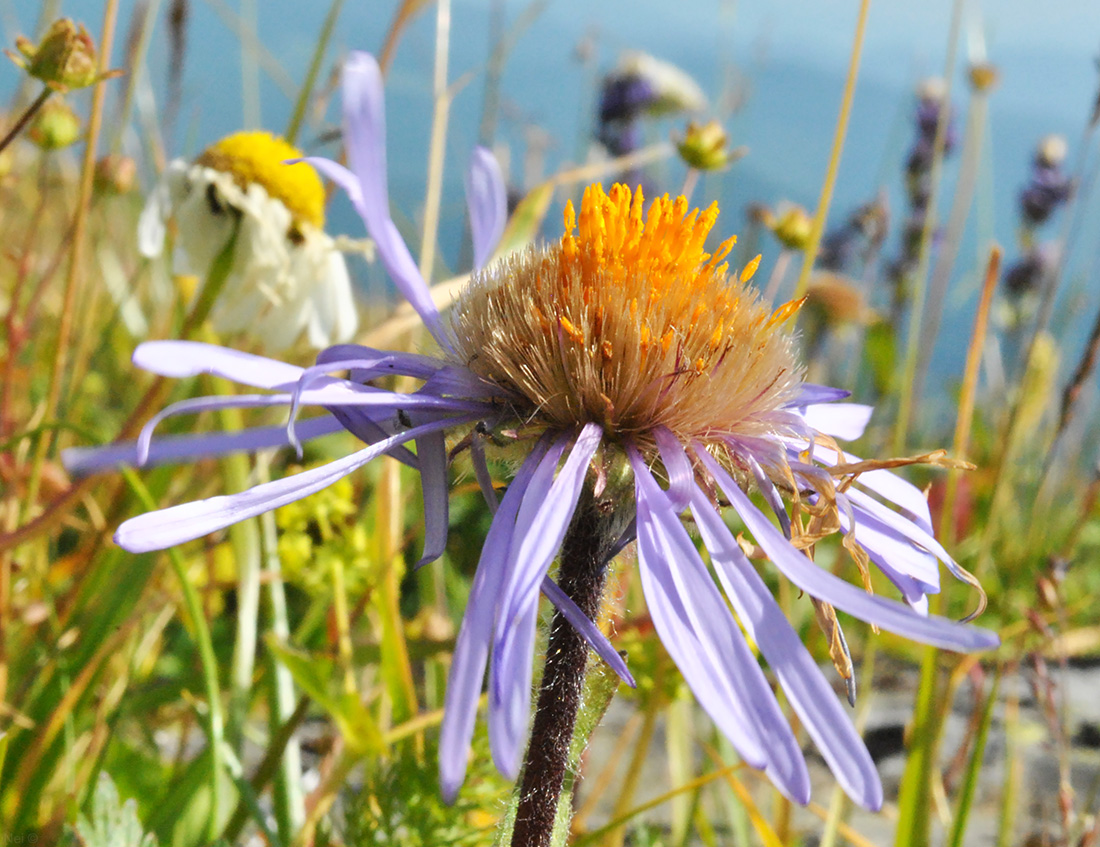 Изображение особи Erigeron flaccidus.