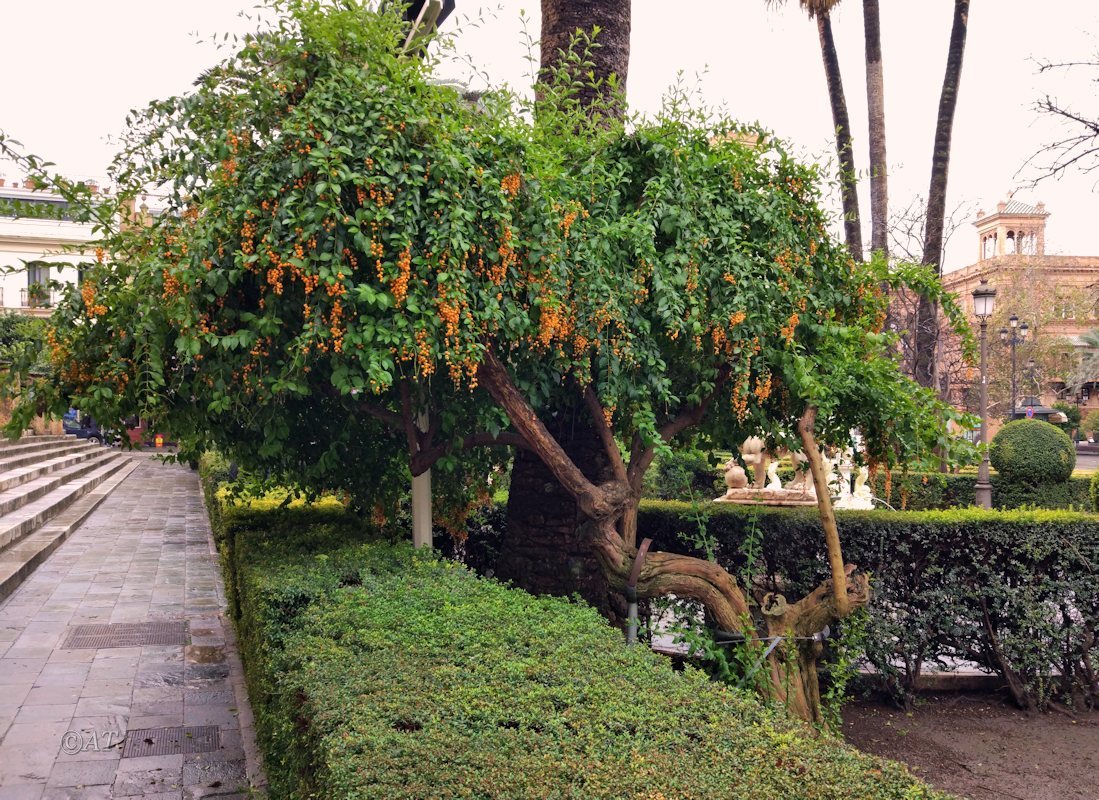 Image of Duranta erecta specimen.