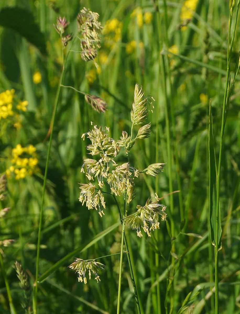 Изображение особи Dactylis glomerata.