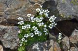 Saxifraga sibirica