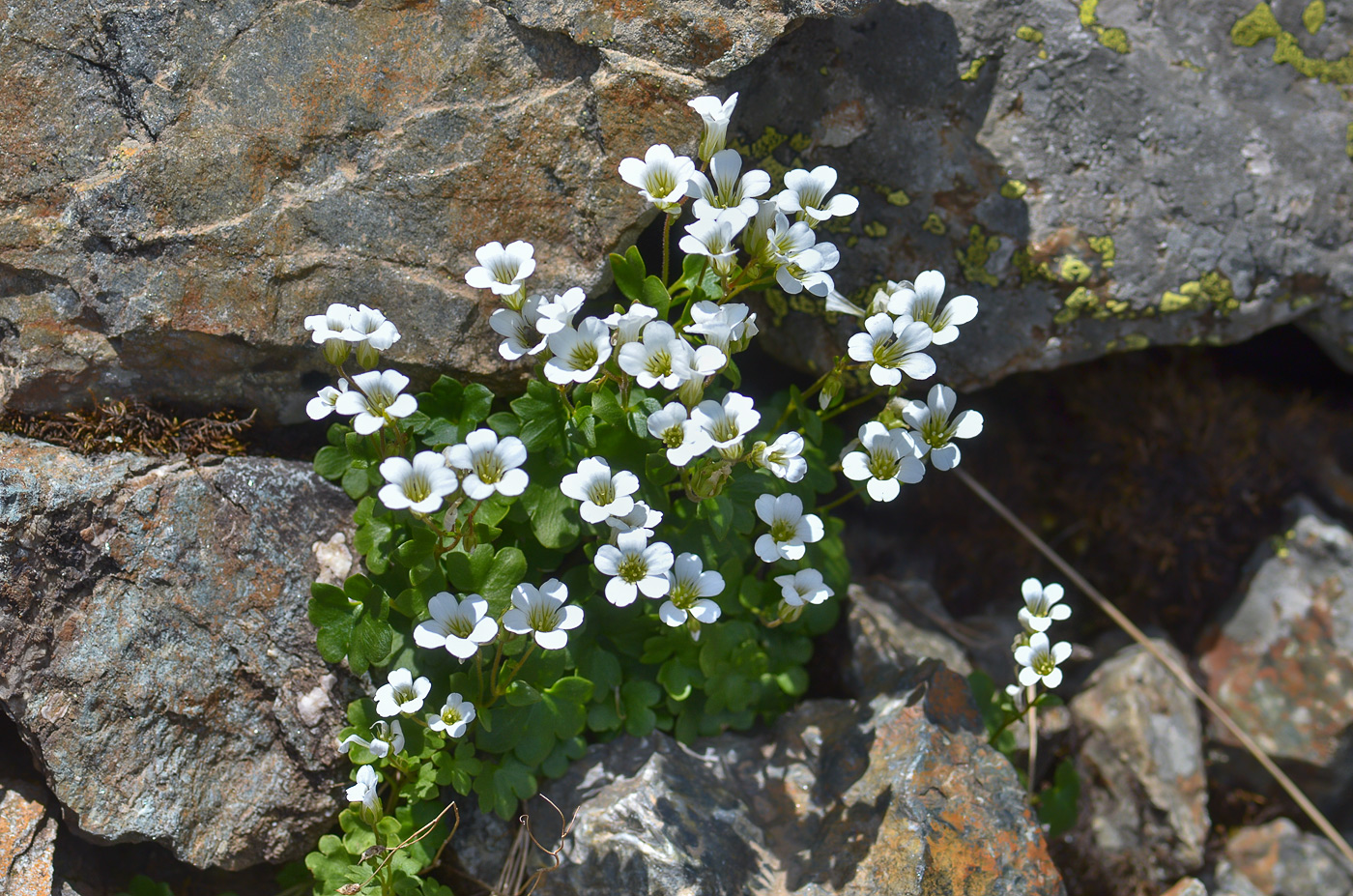 Image of Saxifraga sibirica specimen.