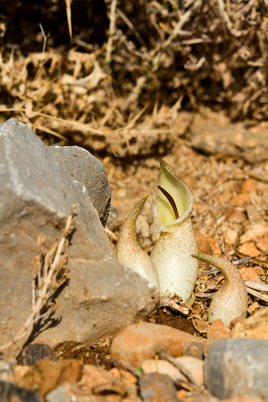 Image of Biarum davisii specimen.
