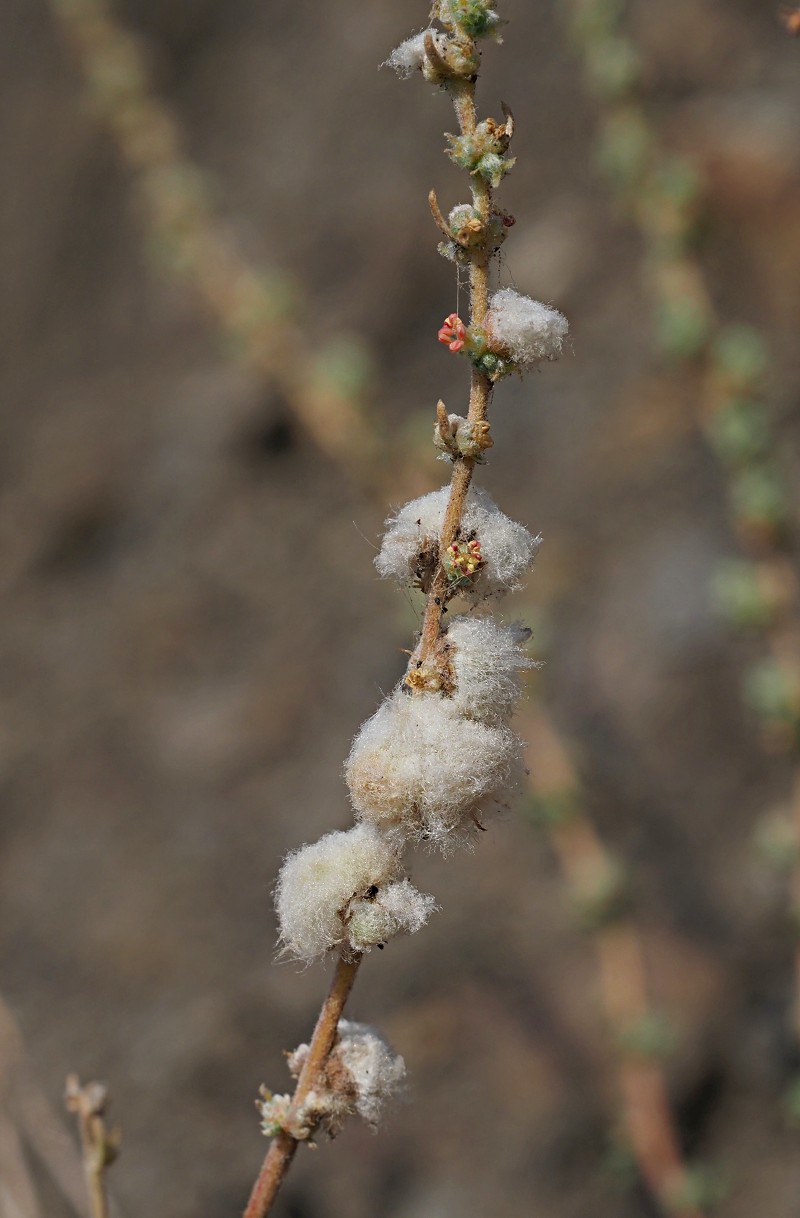 Image of Bassia prostrata specimen.