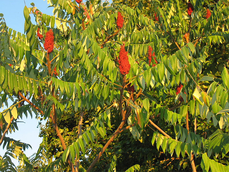 Image of Rhus typhina specimen.