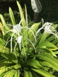 Hymenocallis speciosa. Соцветие и листья. Таиланд, о. Пхукет, территория отеля, в культуре. 01.03.2019.