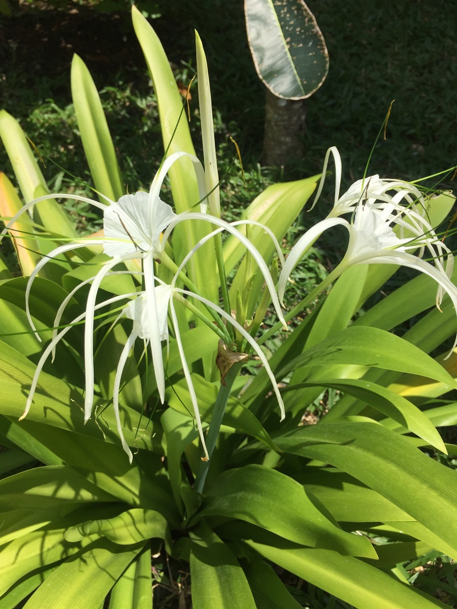 Изображение особи Hymenocallis speciosa.