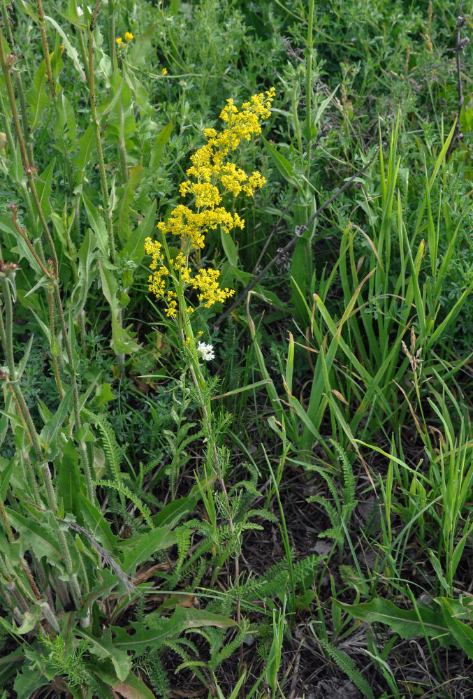 Изображение особи Galium verum.