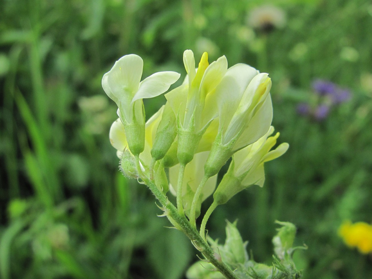 Изображение особи Medicago glutinosa.