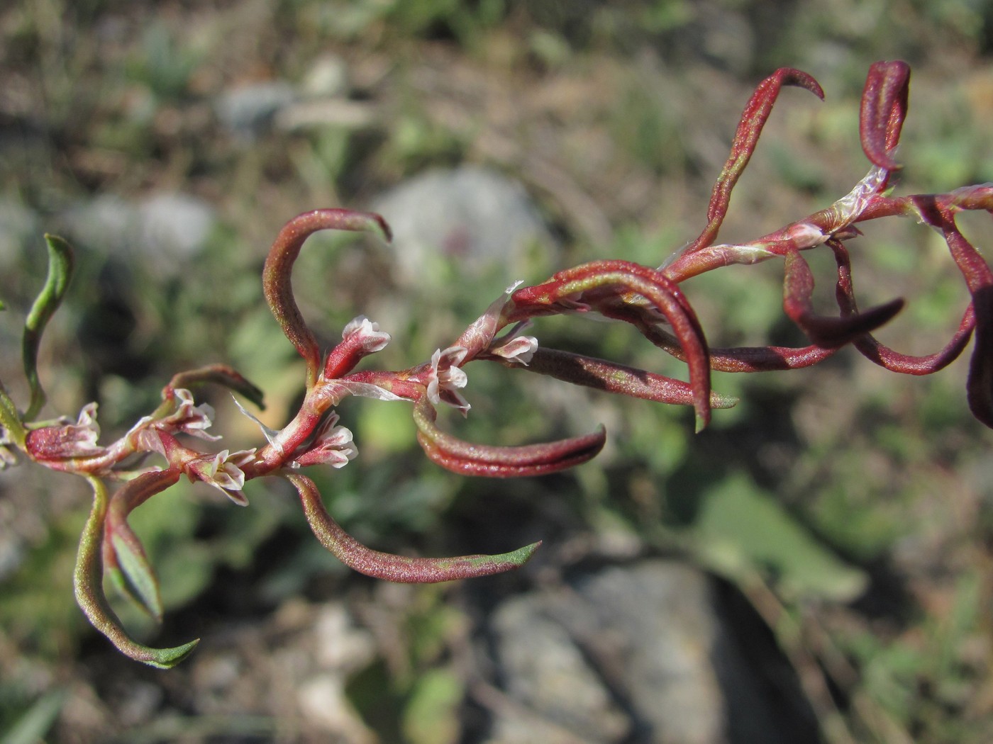 Изображение особи род Polygonum.