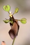 Microthlaspi perfoliatum