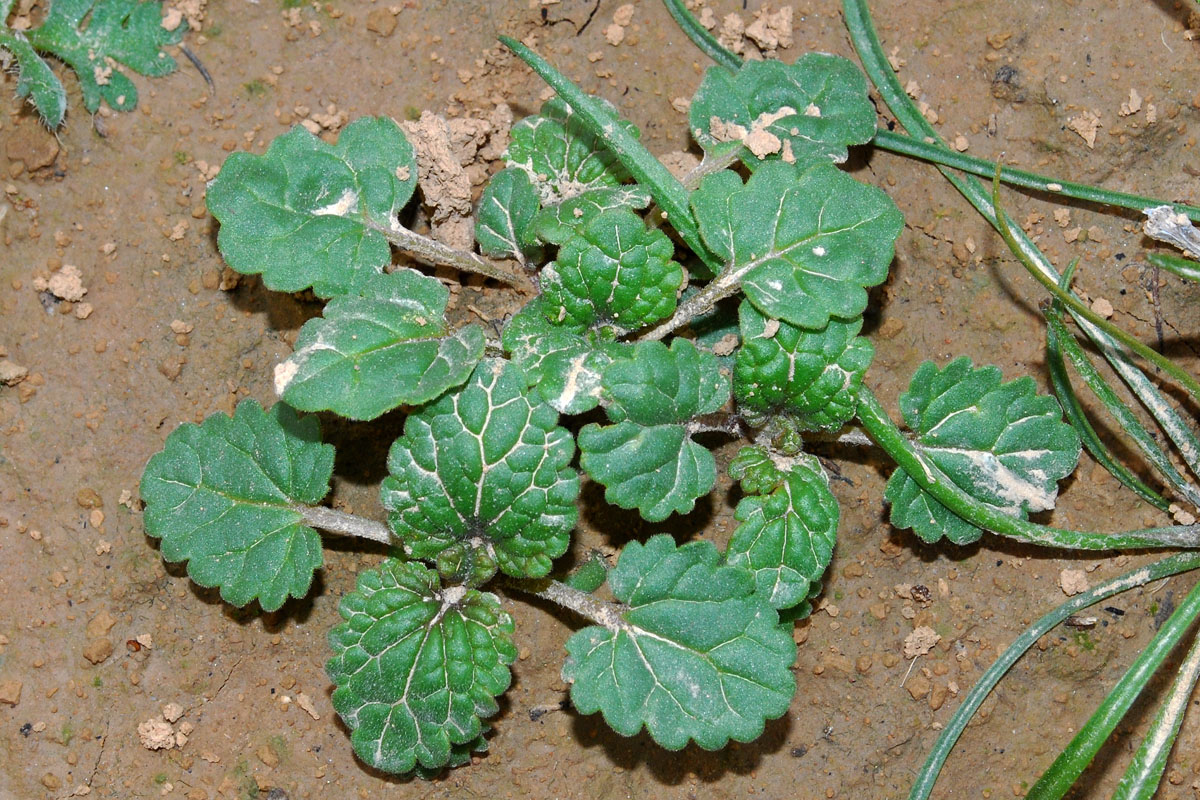 Image of Lamium amplexicaule specimen.