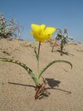 Tulipa lehmanniana. Цветущее растение с оголившейся частью туники. Южный Казахстан, Жамбылская обл., Жамбылский р-н, 4 км к северу от с. Каракемер, Талас-Ассинское междуречье, пески. 13 апреля 2022 г.