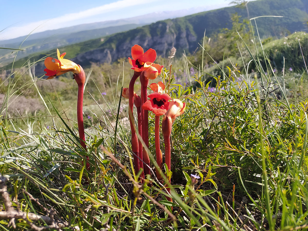 Изображение особи Phelypaea coccinea.