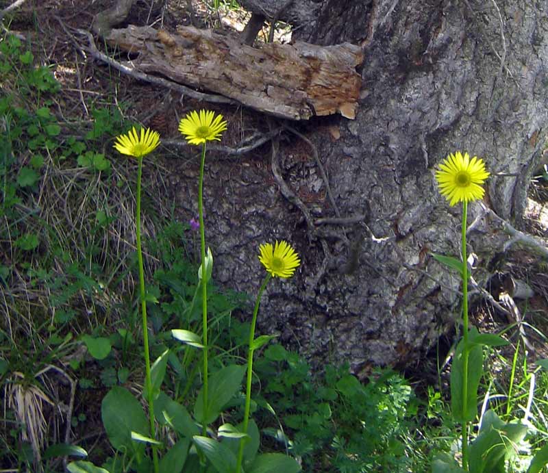 Image of Doronicum turkestanicum specimen.