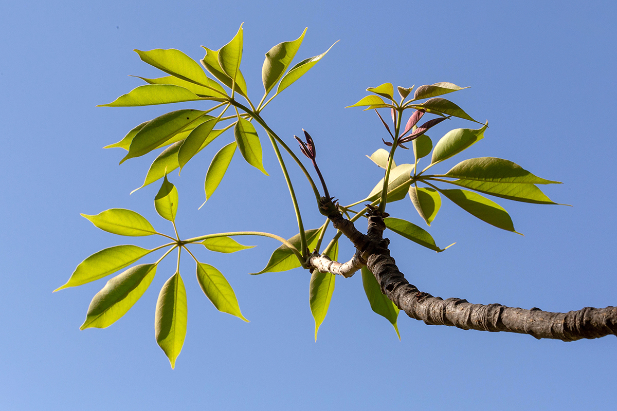 Image of Bombax ceiba specimen.