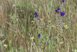 Salvia viridis