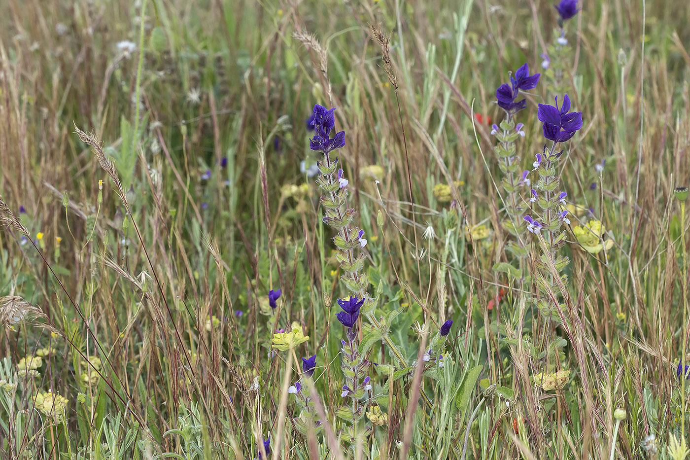 Изображение особи Salvia viridis.