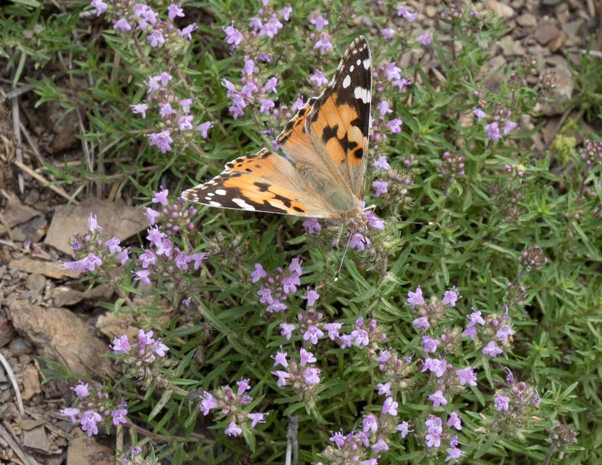 Image of genus Thymus specimen.