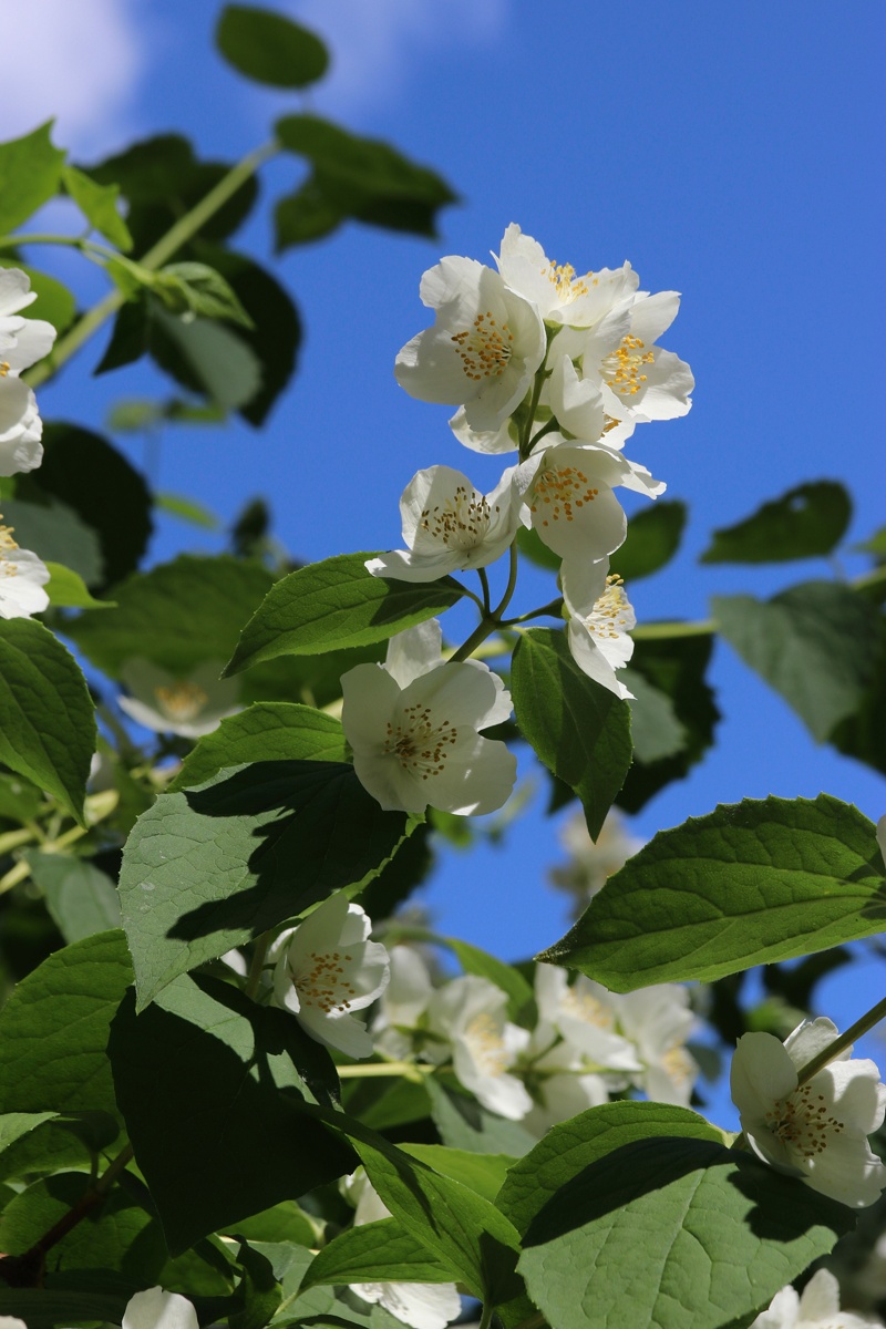 Изображение особи Philadelphus coronarius.